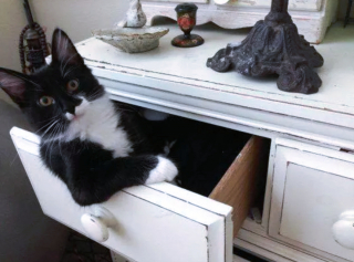 Illustration de l'article : 16 photos de chats en quête d'attention et prêts à tout pour en recevoir