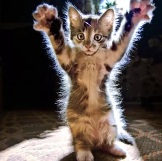 Illustration de l'article : 16 photos de chats en quête d'attention et prêts à tout pour en recevoir