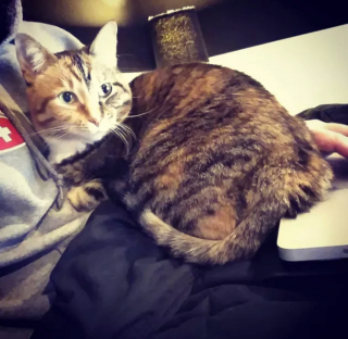 Illustration de l'article : 16 photos de chats en quête d'attention et prêts à tout pour en recevoir