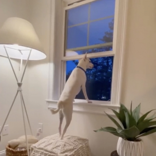 Illustration de l'article : Un chien au cœur brisé retrouve le sourire en rencontrant une chienne atteinte du même handicap que lui (vidéo)