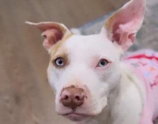 Illustration de l'article : Un chien au cœur brisé retrouve le sourire en rencontrant une chienne atteinte du même handicap que lui (vidéo)