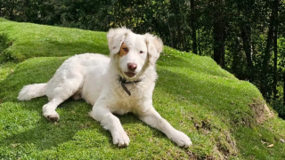 Illustration de l'article : Un chien s'invite à un shooting de mariage et rend le moment encore plus mémorable (vidéo)