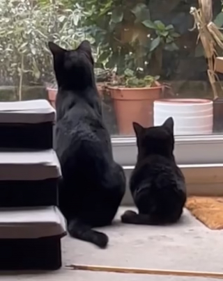 Illustration de l'article : L'histoire touchante d'une chatte naine dont la propriétaire est déterminée à lui offrir la meilleure vie possible