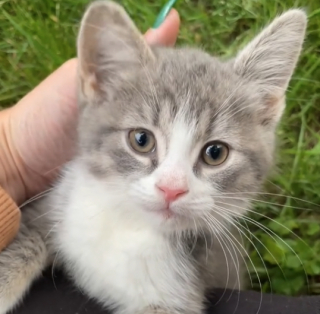 Illustration de l'article : Une chatonne paralysée et abandonnée devant un refuge tente d’apprendre à marcher (vidéo)