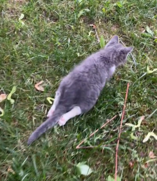 Illustratie bij het artikel: Een verlamde en in de steek gelaten kat voor een asiel die probeert te leren lopen (video)
