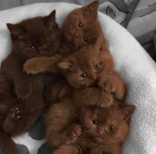 Illustration de l'article : 20 chats ignorant à quel point leur simple présence apaise nos tracas et chasse la morosité