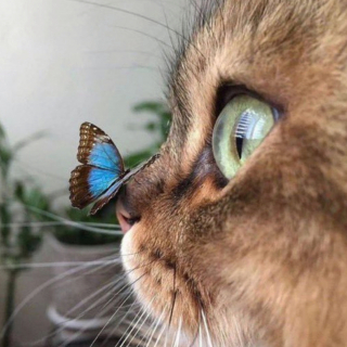 Illustration de l'article : 20 chats ignorant à quel point leur simple présence apaise nos tracas et chasse la morosité