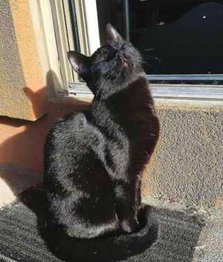 Illustration de l'article : 20 chats ignorant à quel point leur simple présence apaise nos tracas et chasse la morosité