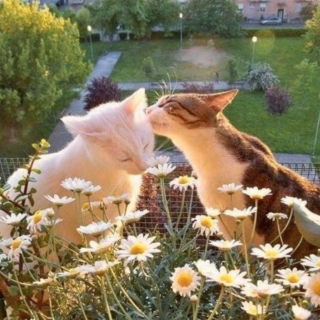 Illustration de l'article : 20 chats ignorant à quel point leur simple présence apaise nos tracas et chasse la morosité