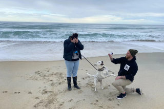 Illustration de l'article : Une chienne vole la vedette lors d'une demande en mariage et donne lieu à une scène hilarante et inoubliable