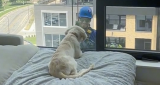 Illustration de l'article : L'adorable réaction d'un chiot Golden Retriever face à un laveur de fenêtres en plein travail (vidéo)