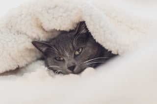 Illustration de l'article : Pour un été en toute sérénité, confiez votre animal de compagnie à un professionnel de la SNPCC