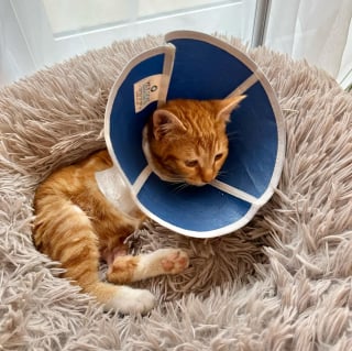 Illustration de l'article : Victime d'un grave accident, un chaton amputé d'une patte apprend à se servir de son nouveau corps (vidéo)
