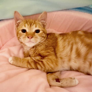 Illustration de l'article : Victime d'un grave accident, un chaton amputé d'une patte apprend à se servir de son nouveau corps (vidéo)