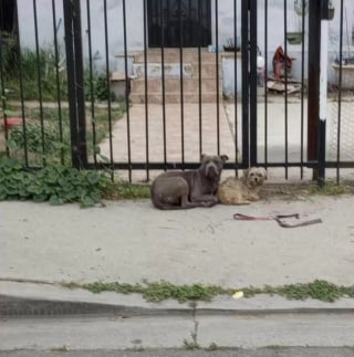 Essaybeschreibung: Die Geschichte zweier verlassener Hunde, die sich gegenseitig trösten, während sie auf ihre Rettung warten.