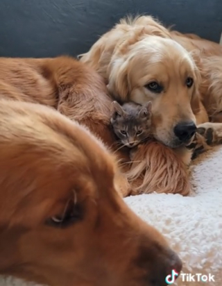 Illustration de l'article : Une tendre querelle éclate entre 2 Golden Retrievers se disputant un chaton (vidéo)
