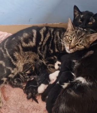 Ilustración del artículo: Estas hermanas felinas crían a sus 11 gatitos por 2 (video) 