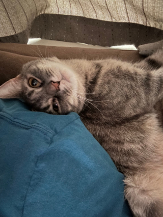 Illustration de l'article : Une chatte atteinte d'une maladie neurologique fait preuve d'une joie de vivre qui épate ses parents d'accueil (vidéo)