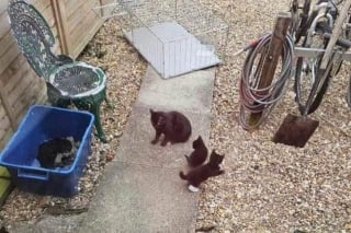 Illustration de l'article : Une chatte errante et astucieuse trouve un moyen d’assurer la sécurité de ses chatons pendant son absence