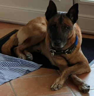 Illustration de l'article : Levis, un chien policier chercheur de billets de banque prend sa retraite et cherche une famille aimante
