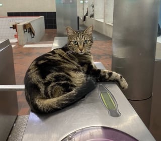 Illustration de l'article : Taga, une chatte tigrée, devient la mascotte d'une station de RER et illumine les journées des usagers