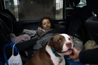 Illustration de l'article : Un chien salué en héros pour être resté aux côtés du bébé de ses maîtres pendant un incendie