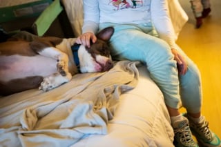 Illustration de l'article : Un chien salué en héros pour être resté aux côtés du bébé de ses maîtres pendant un incendie