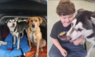 Illustration de l'article : Une famille parcourt plus de 4000 kilomètres pour adopter un Husky atteint d’une malformation faciale