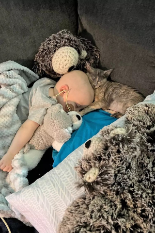 Illustration de l'article : Un chat devient un précieux compagnon pour un enfant qui se bat contre un cancer