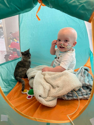 Illustration de l'article : Un chat devient un précieux compagnon pour un enfant qui se bat contre un cancer