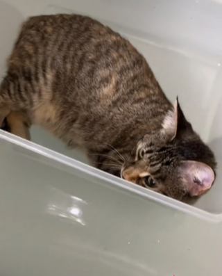 Illustration de l'article : Cette chatte a une méthode singulière pour se relaxer dans la baignoire (vidéo)