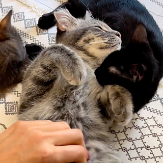 Illustration de l'article : Jugé trop timide, ce chaton attend la famille de ses rêves depuis plus de 5 mois (vidéo)