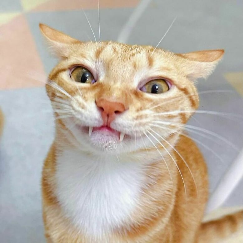 20 photos d'adorables chats roux qui se donnent des airs de fauves