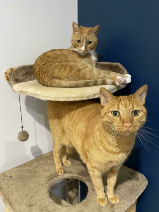 Illustration de l'article : 20 photos d'adorables chats roux qui se donnent des airs de fauves