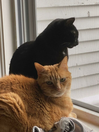Illustration de l'article : 20 photos d'adorables chats roux qui se donnent des airs de fauves