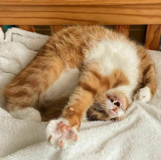 Illustration de l'article : 20 photos d'adorables chats roux qui se donnent des airs de fauves