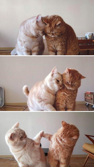 Illustration de l'article : 20 photos d'adorables chats roux qui se donnent des airs de fauves