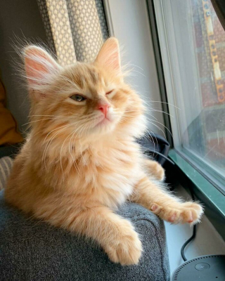 Illustration de l'article : 20 photos d'adorables chats roux qui se donnent des airs de fauves