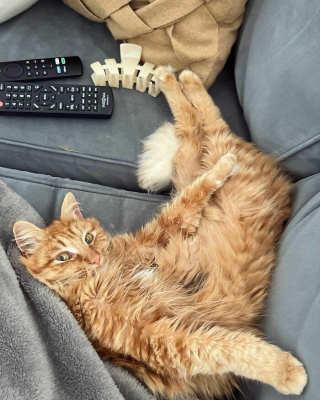 Illustration de l'article : 20 photos d'adorables chats roux qui se donnent des airs de fauves