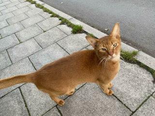 Illustration de l'article : 20 photos d'adorables chats roux qui se donnent des airs de fauves