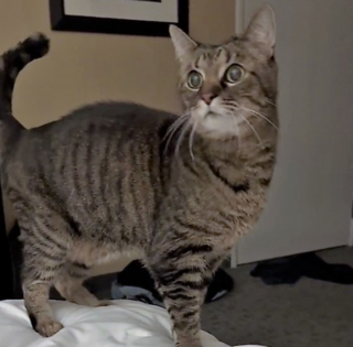 Illustration de l'article : Un couple de vétérinaires découvre un chat dans sa chambre d'hôtel, sans se douter qu'on le cherchait depuis des jours