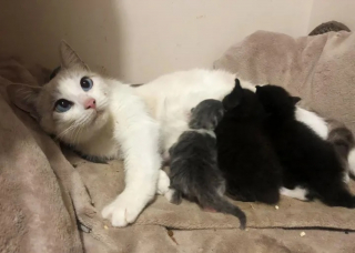 Illustration de l'article : 2 chatons présentés à une chatte fraîchement recueillie et venant d'accoucher en espérant qu'elle les adopte