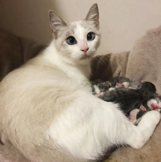 Illustration de l'article : 2 chatons présentés à une chatte fraîchement recueillie et venant d'accoucher en espérant qu'elle les adopte