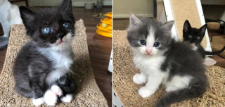 Illustration de l'article : 2 chatons présentés à une chatte fraîchement recueillie et venant d'accoucher en espérant qu'elle les adopte