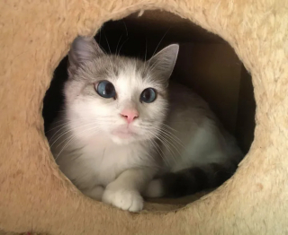 Illustration de l'article : 2 chatons présentés à une chatte fraîchement recueillie et venant d'accoucher en espérant qu'elle les adopte