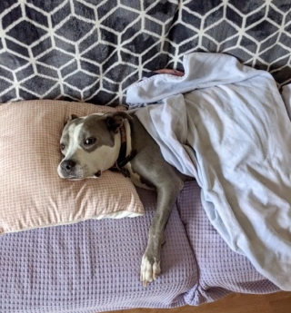 Illustration de l'article : Autrefois exploitée dans des combats canins, cette chienne a perdu l'usage de l'une de ses pattes (vidéo)