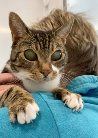 Illustration de l'article : Un couple adopte une chatte atteinte de cécité, et raconte le fabuleux quotidien qu’il partage à ses côtés