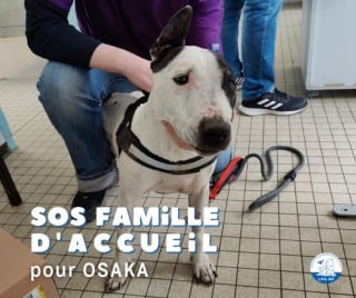 Illustration de l'article : Victime d'un AVC, une chienne passe 2 années dans un refuge à attendre son tour de goûter au bonheur