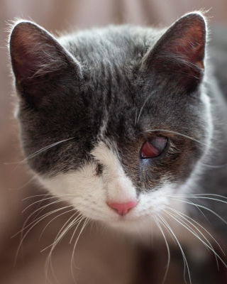 Illustration de l'article : Un jeune chat souffrant en silence rencontre des personnes au grand cœur qui lui offrent un nouveau départ dans la vie
