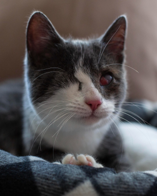 Illustration de l'article : Un jeune chat souffrant en silence rencontre des personnes au grand cœur qui lui offrent un nouveau départ dans la vie